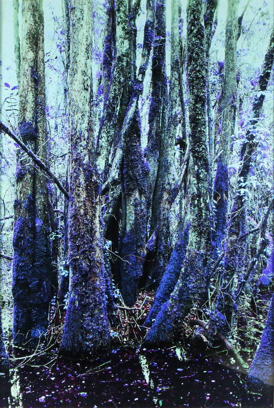 FE CIPRIANI 'LA CURA AZUL'