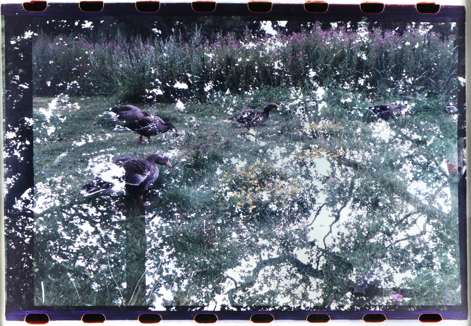 DURAND, Violeta 'SIN TITULO' 