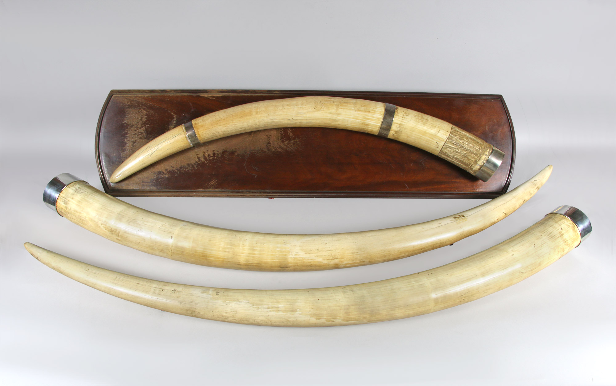 Lotes 566 y 567: 
																		GRAN COLMILLO AFRICANO DE MARFIL TALLADO.
																		PAR DE GRANDES COLMILLOS AFRICANOS DE MARFIL.