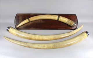 Lotes 566 y 567: 
																		GRAN COLMILLO AFRICANO DE MARFIL TALLADO.
																		PAR DE GRANDES COLMILLOS AFRICANOS DE MARFIL.